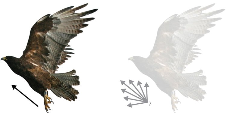 This illustration shows a bird flying.