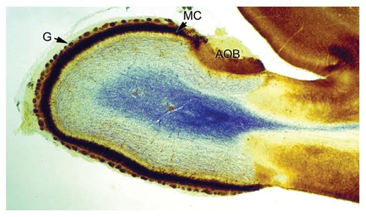 This image shows a section through the olfactory bulb of a 16 days old rat brain.