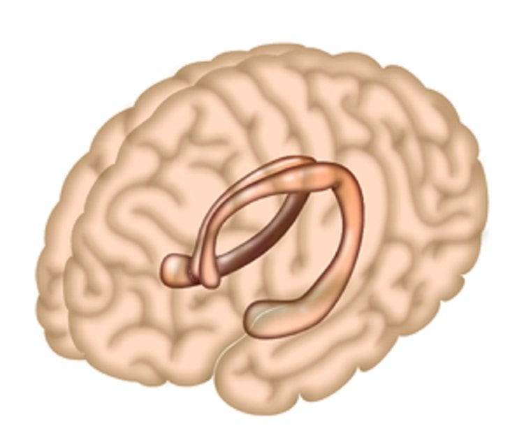 This image shows the location of the hippocampus in the brain.