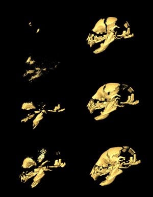 The image shows the different stages of skull development in the field mouse.