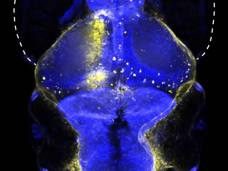The image shows the new neuron type in the zebrafish.