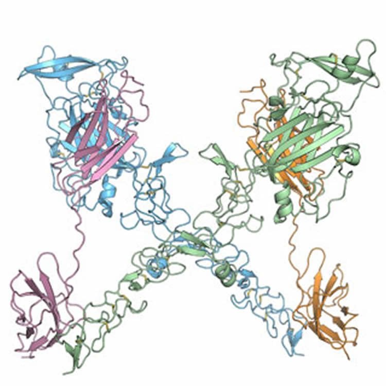This image shows how Netrin-1 molecules (blue and green) bind to two neogenin molecules (magenta and orange).