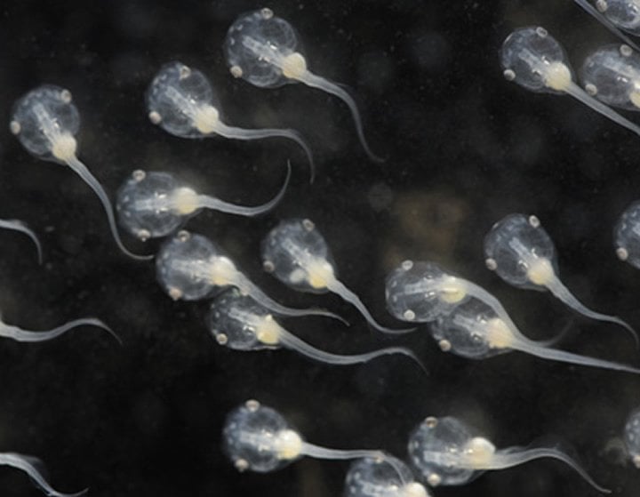 The image shows Xenopus tadpoles.