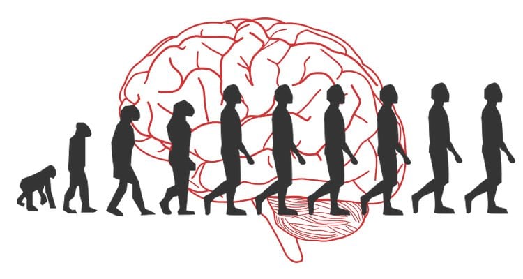 The image has a brain as the background and show the decent of man diagram in the foreground.