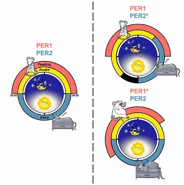 This image shows the different sleep/eat cycles of the per2 deficient mice.