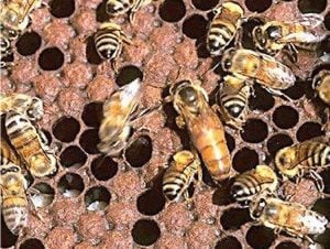 This image shows bees in a hive.