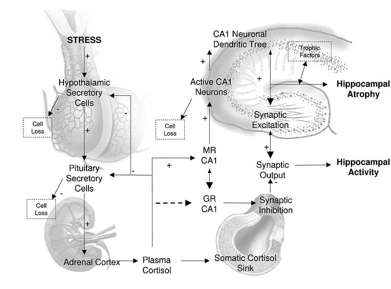 This image shows cortisol release and the hpa axis.