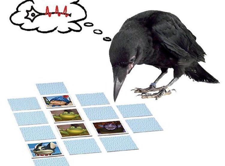 This image shows a crow looking at the game cards mentioned in the article.