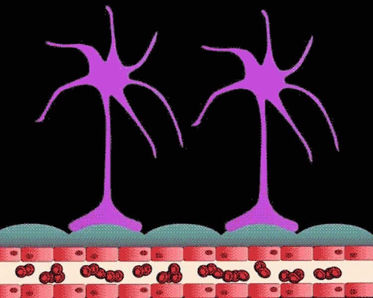 This image shows glioma cells moving.