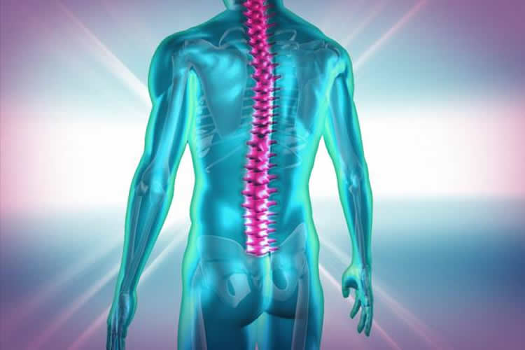 This image shows an outline of a body in blue with a bright pink spinal cord.