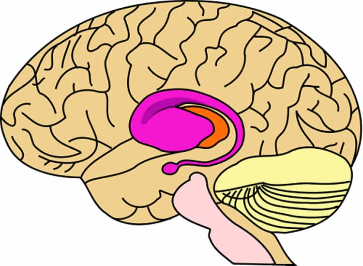 This image shows the putamen and caudate location in the brain.