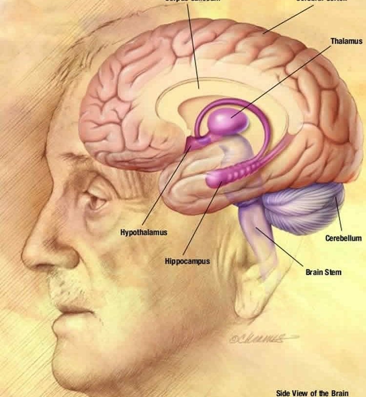The image shows the hippocampus location in the brain.