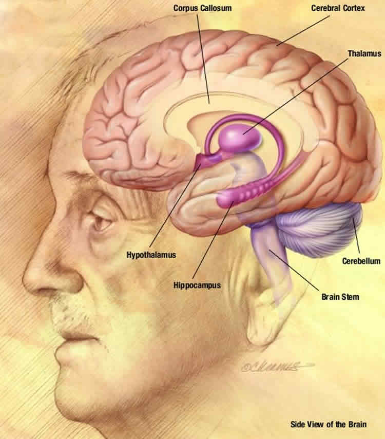 The image shows the hippocampus location in the brain.