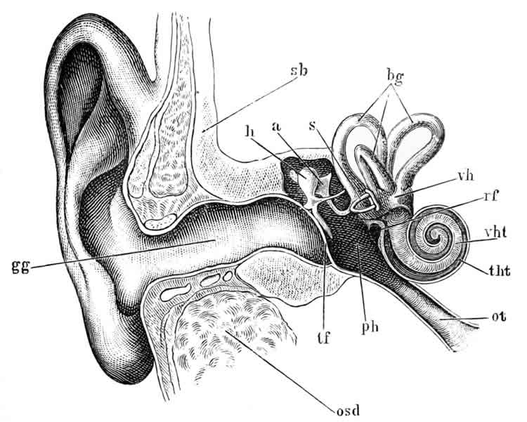 This image shows an anatomical drawing of the ear and vestibula system.