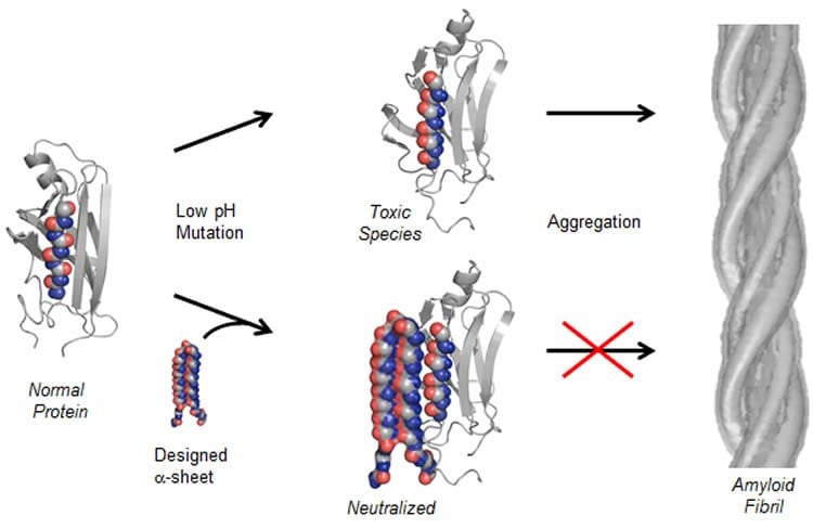 The image is a diagram which shows the normal protein being converted into a toxic state.