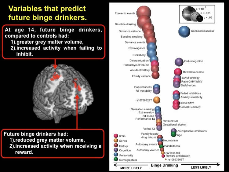 The image shows a the gray matter volume in the brain and relationship to binge drinking.