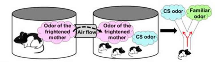 The image is a diagram of the experiment setup.