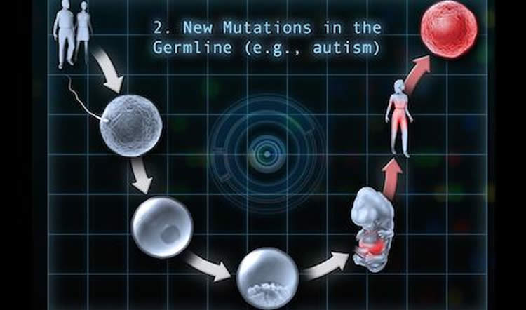 This image is a diagram which details a germline mutation in autism.