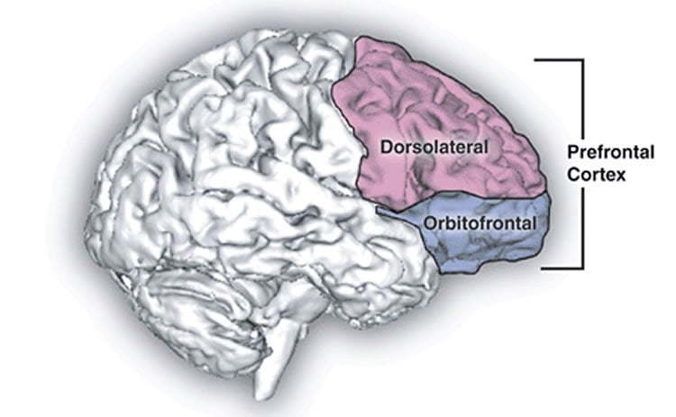This image shows the location of the dorsolateral prefrontal cortex in the brain.