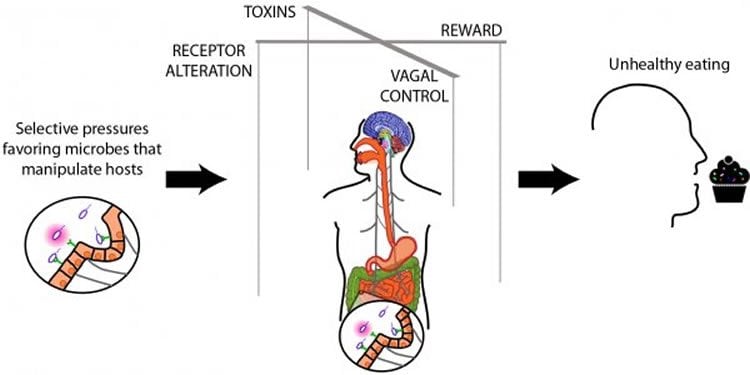 The image is a diagram which shows how gut bacteria can influence unhealthy eating.