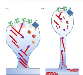 The image shows postsynaptic neurons with and without MK2/3.