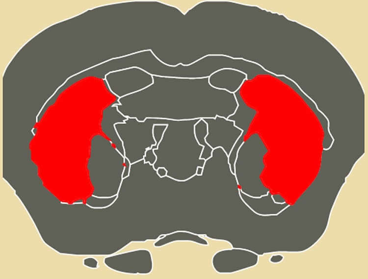 This image shows coronal view of the striatum location in a mouse brain.