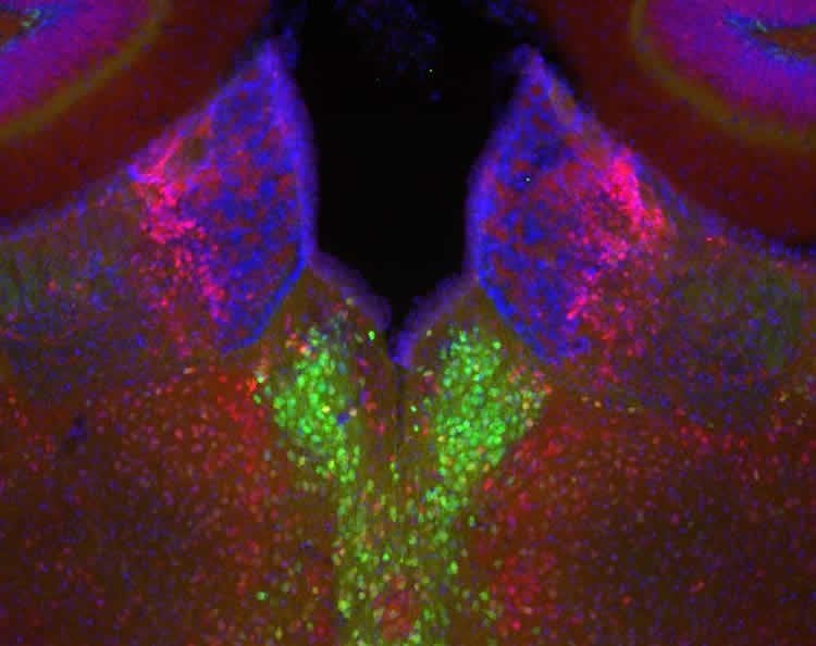 This image shows the habenula region from a D2-eGFP (green) transgenic mouse stained for calbindin (red) and DAPI (blue) to show nuclei.