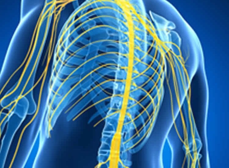 This image shows an outline of a body with spinal cord nerves highlighted in yellow.