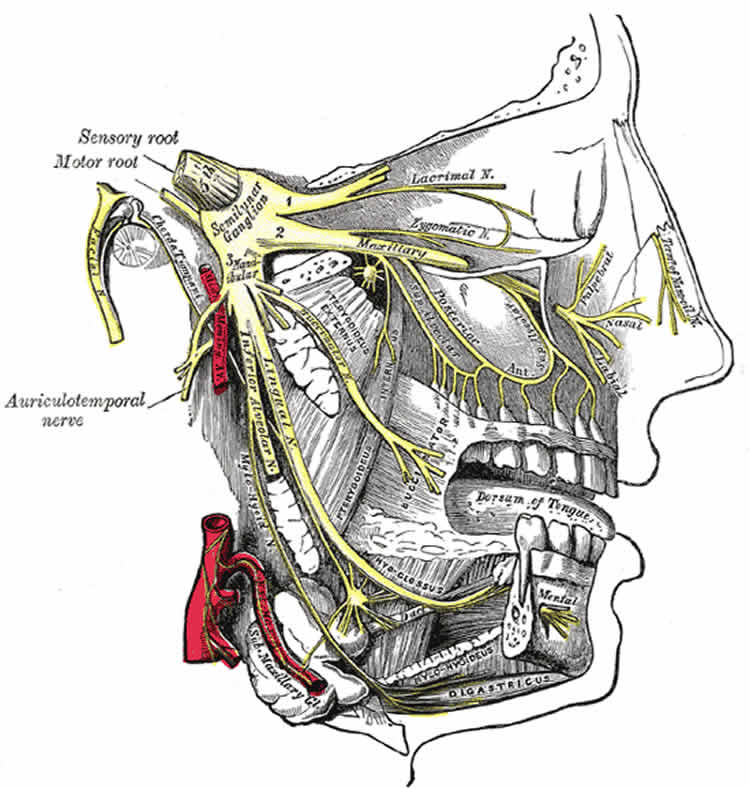 This image shows a detailed view of the trigeminal nerve and its three major divisions (shown in yellow): the ophthalmic nerve (V1), the maxillary nerve (V2), and the mandibular nerve (V3).