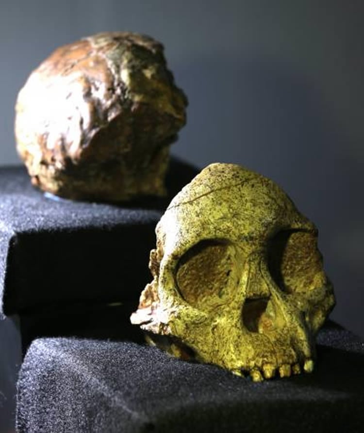 This image is of the Taung child fossil's skull.