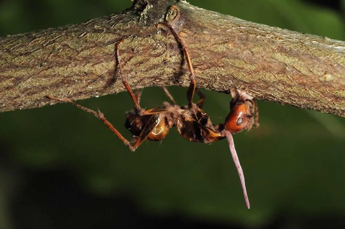 This image shows a dead ant.