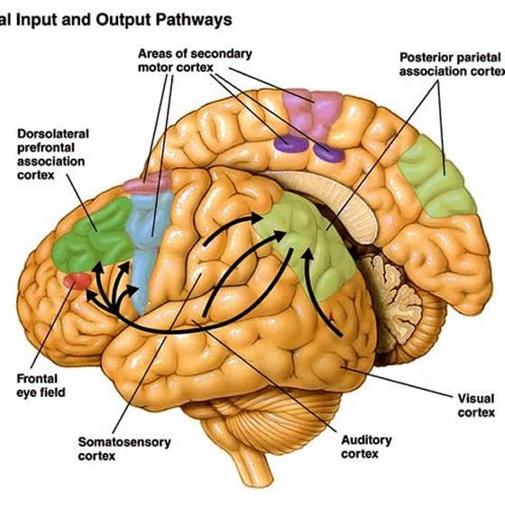 Brain Chemical Potential New Hope in Controlling Tourette Syndrome Tics ...