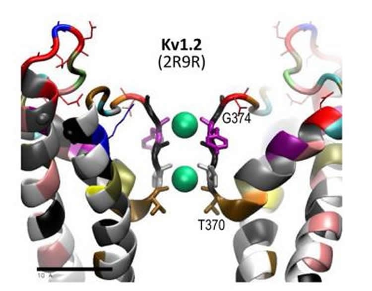 This image shows a consensus shape for the calcium ion channel in the worm's pain receptor nerve that was reached by computer modeling. Credit Damian van Rossum and Andriy Anishkin, Duke University.