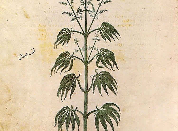 The image show a a drawing of a cannabis sativa plant.