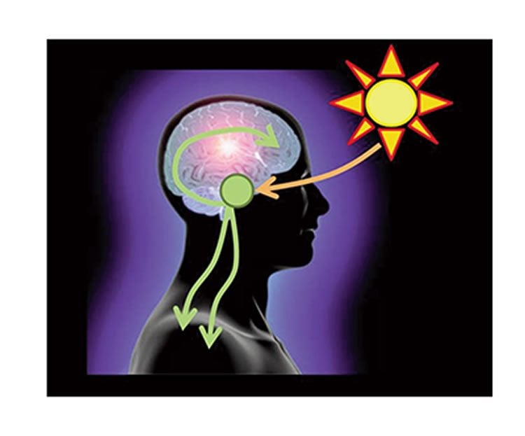 This image is a representation of circadian rhythm. It shows a sun, the outline of a human head and arrows to represent how the brain functions.