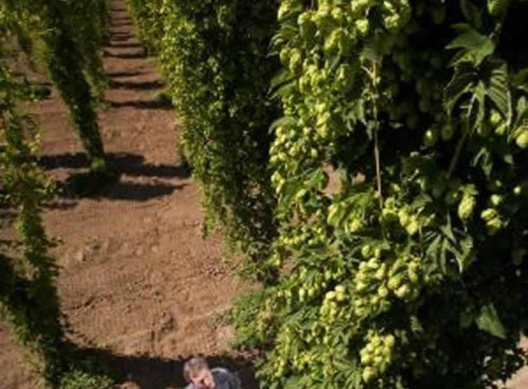 The image shows researchers examining hops.