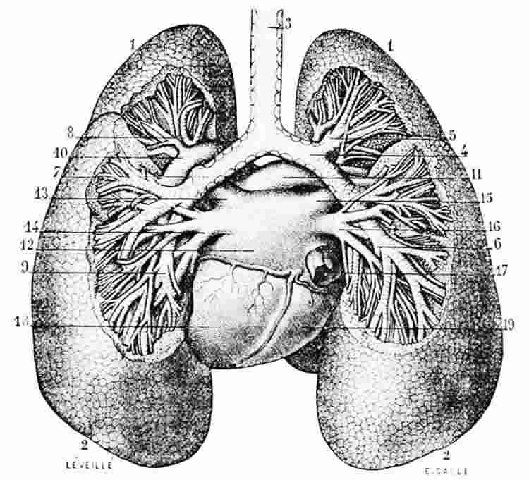 The image illustration of the bronchi and lungs of a man.