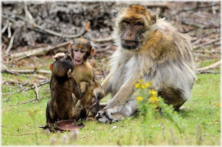 This image shows an adult Barbary Macaque monkey with two juvenile Macaque monkeys playing.