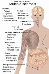 The image is a diagram of the human body which outlines areas affected by different aspects of MS.