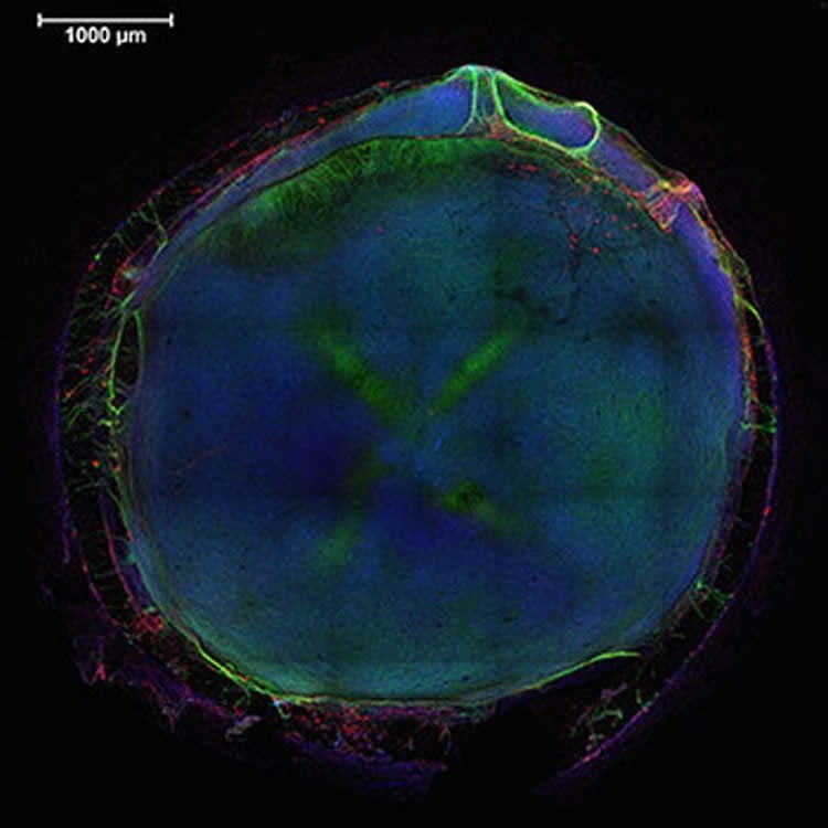 This image shows the entire structure formed in the well, with nuclei in blue, neurons in green and glial cells in red.