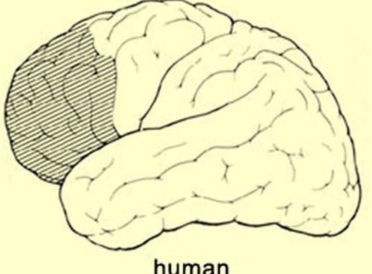The image shows the location of the prefrontal cortex in the human brain.