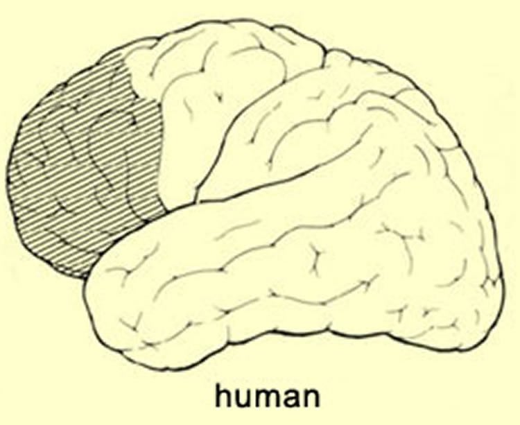 The image shows the location of the prefrontal cortex in the human brain.