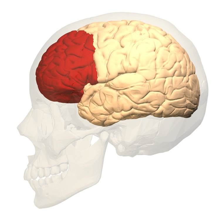 This image shows the location of the prefrontal cortex in the brain.