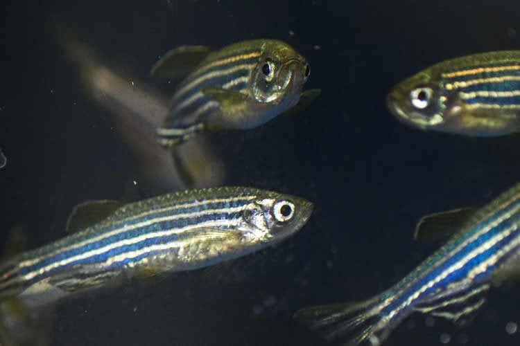 The image is a photograph of zebrafish.