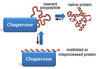 The image shows a flow chart of how the chaperone cells affect the proteins.