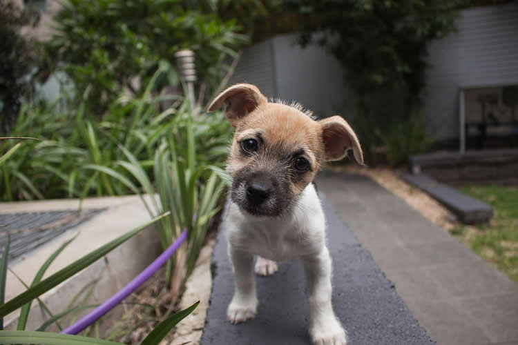 This image shows a puppy running down a path.