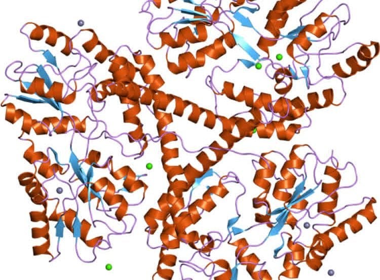 This image shows the crystallographic structure of the N-terminal region of the human Huntingtin protein with an artificially attached Maltose-Binding protein used for crystallographic purposes.