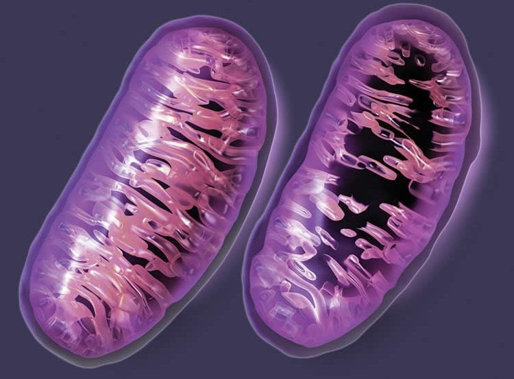 This image shows a graphic representation of mitochondria.