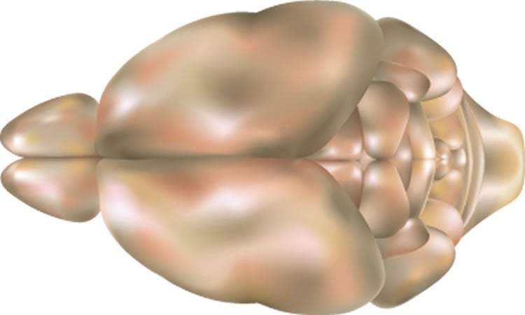 This image shows a top view of a mouse brain.
