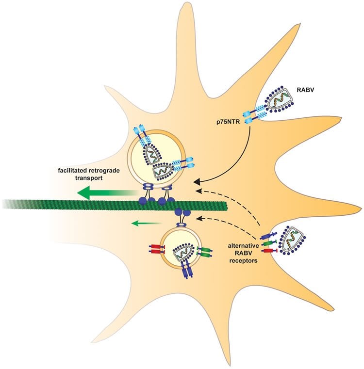 This illustration shows how the rabies virus could hijack a neuron.